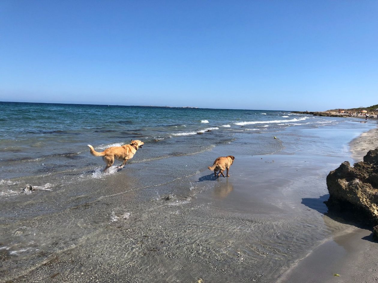 Caleta del Gossets - The Dogs Cove - Santa Pola East