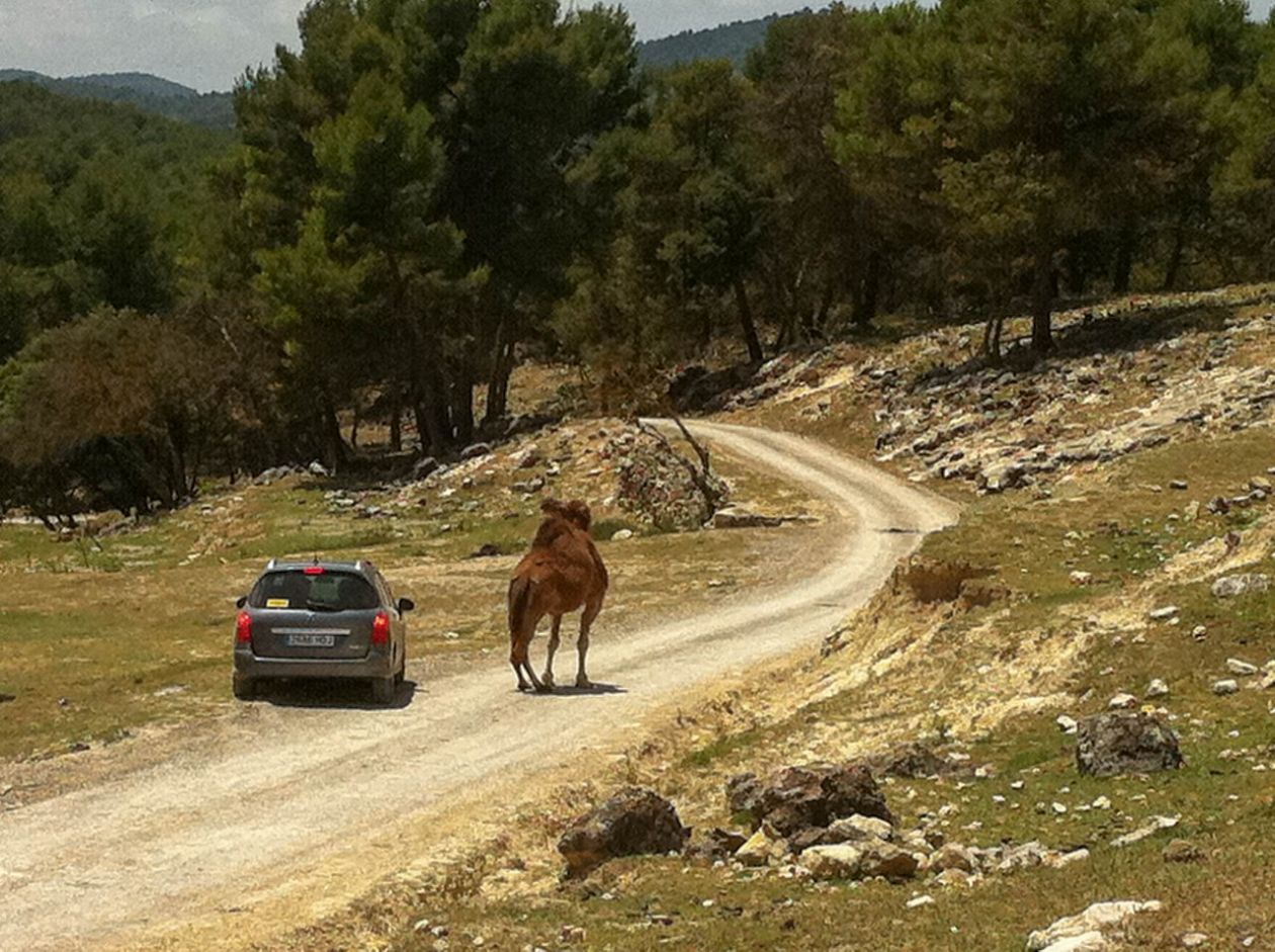 Safari Aitana - Penàguila