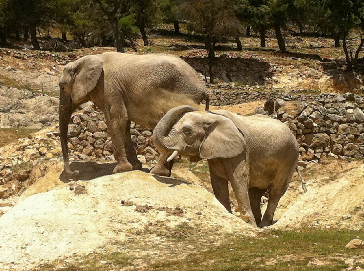 Safari Aitana - Penàguila