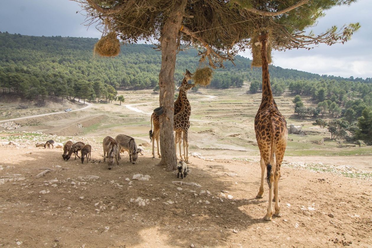 Safari Aitana - Penàguila