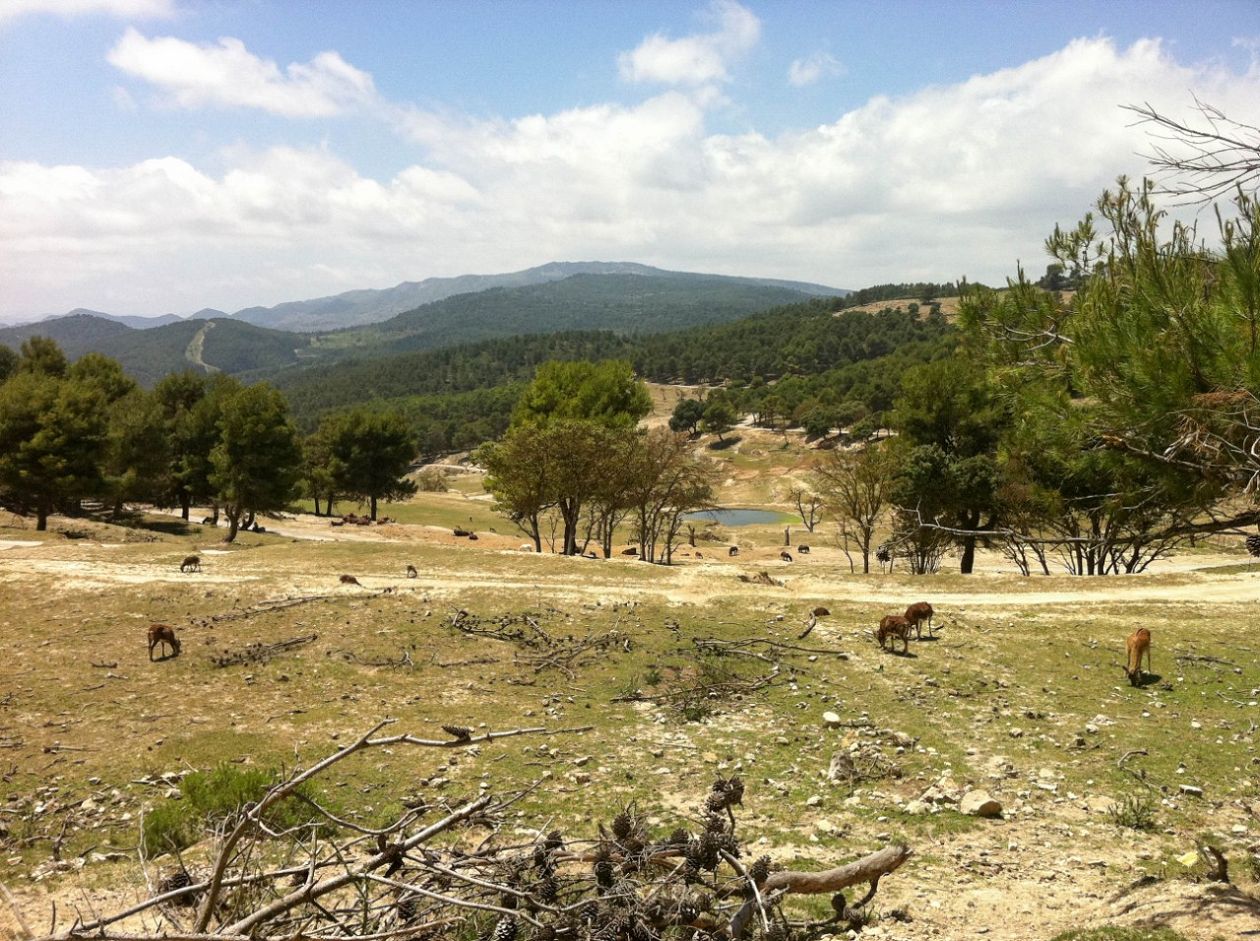 Safari Aitana - Penàguila