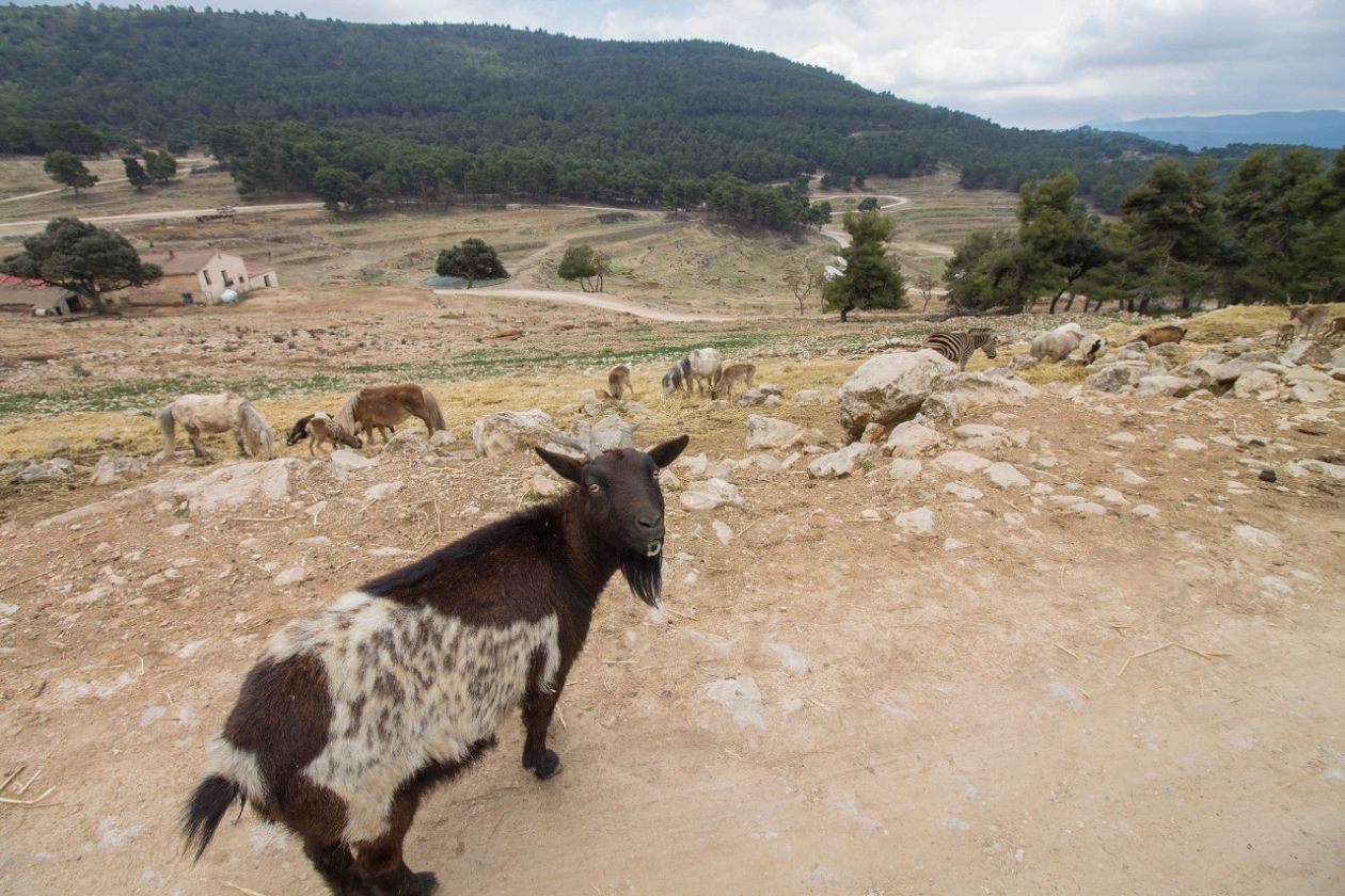 Safari Aitana - Penàguila