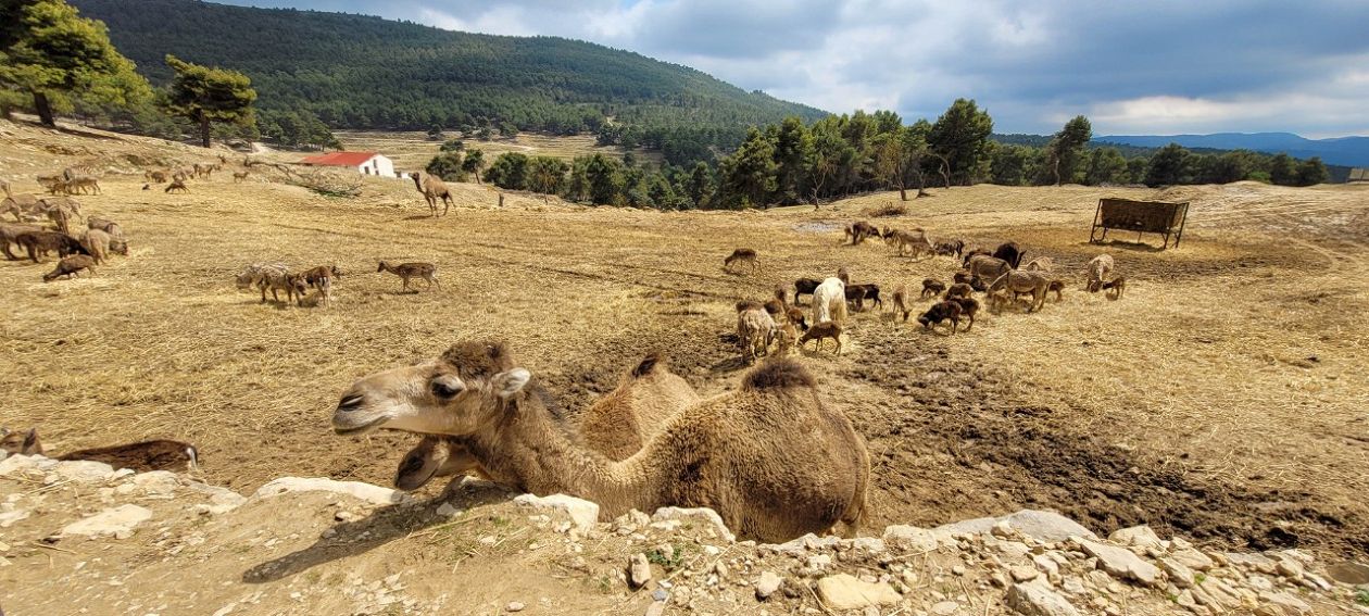 Safari Aitana - Penàguila