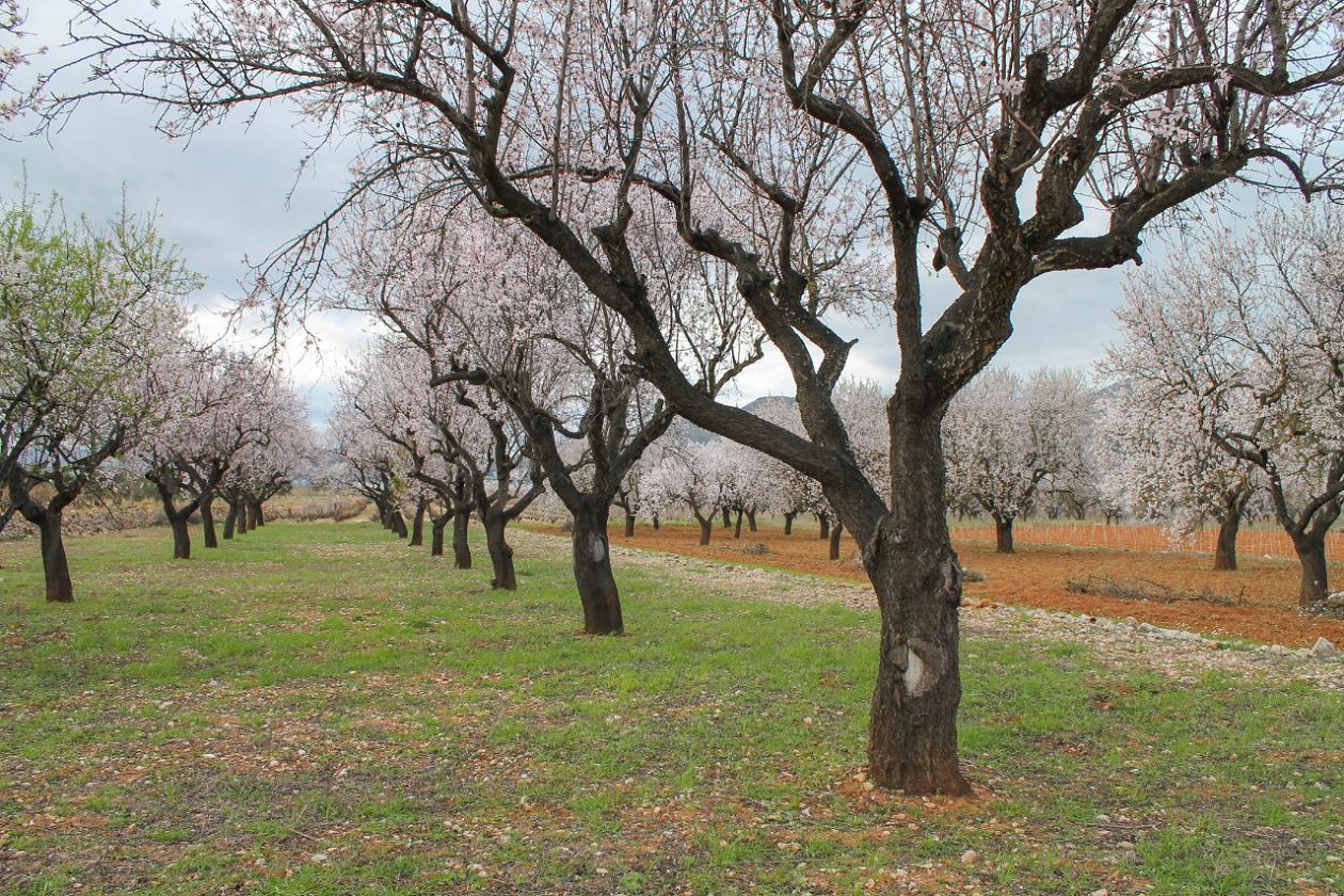 Jalón Valley