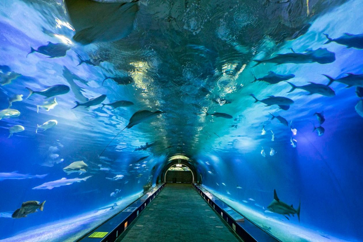 Oceanografic Aquarium - Valencia