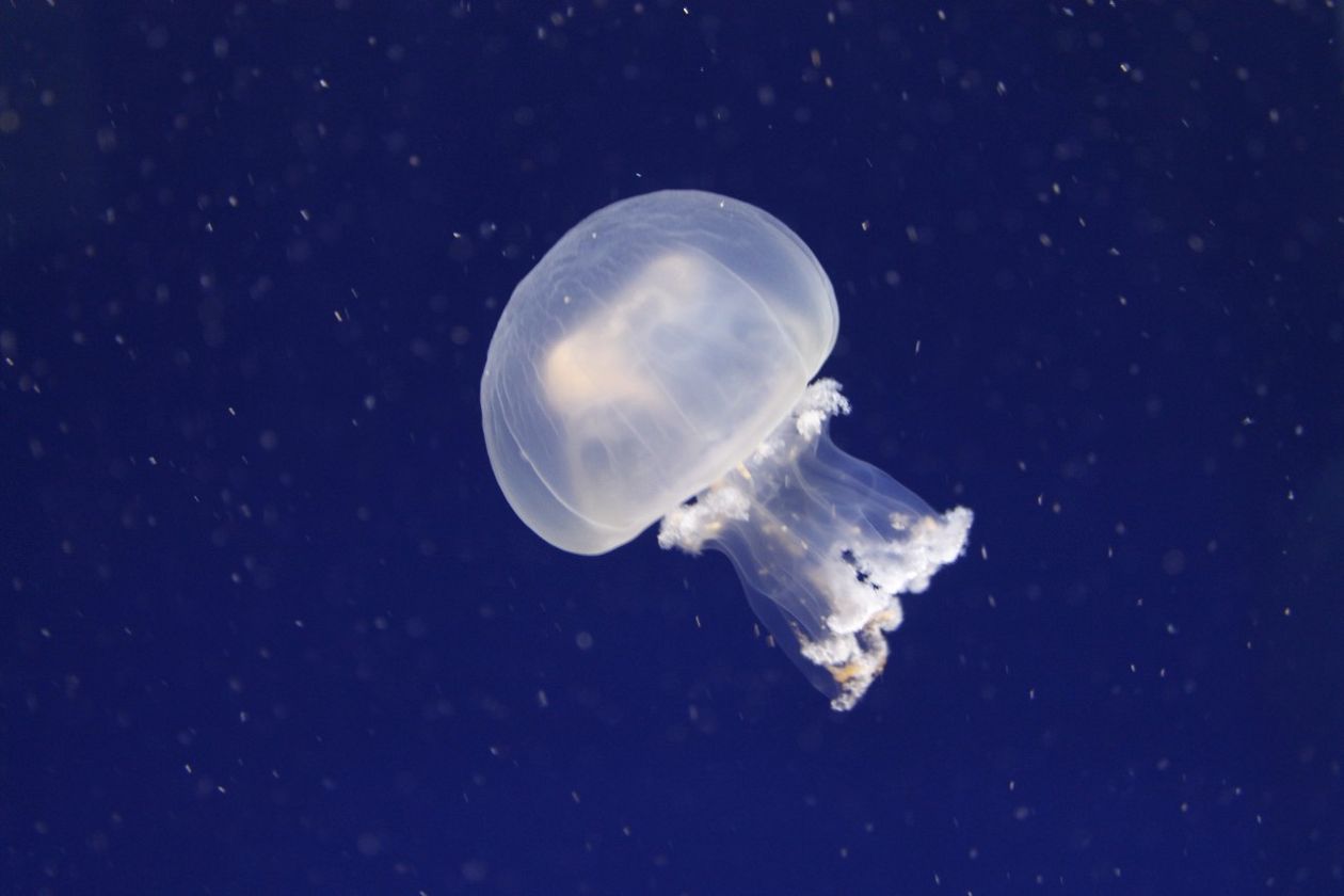 Oceanografic Aquarium - Valencia