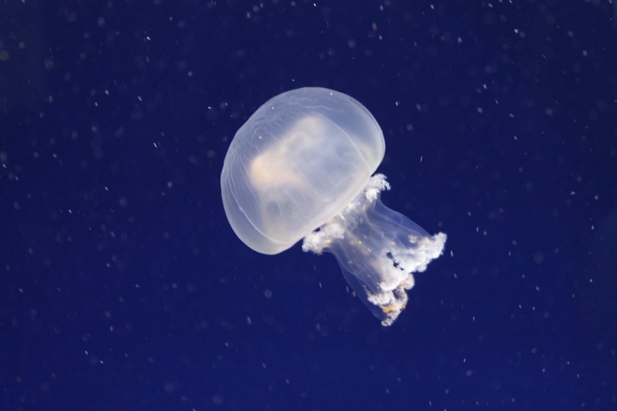 Oceanografic Aquarium - Valencia