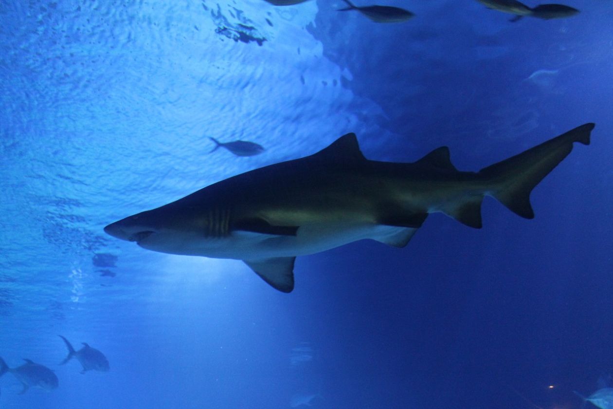 Oceanografic Aquarium - Valencia