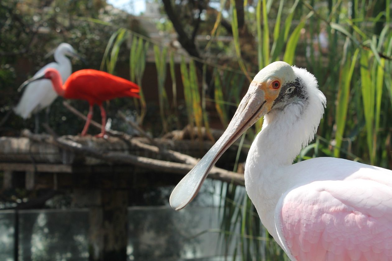 Oceanografic Aquarium - Valencia