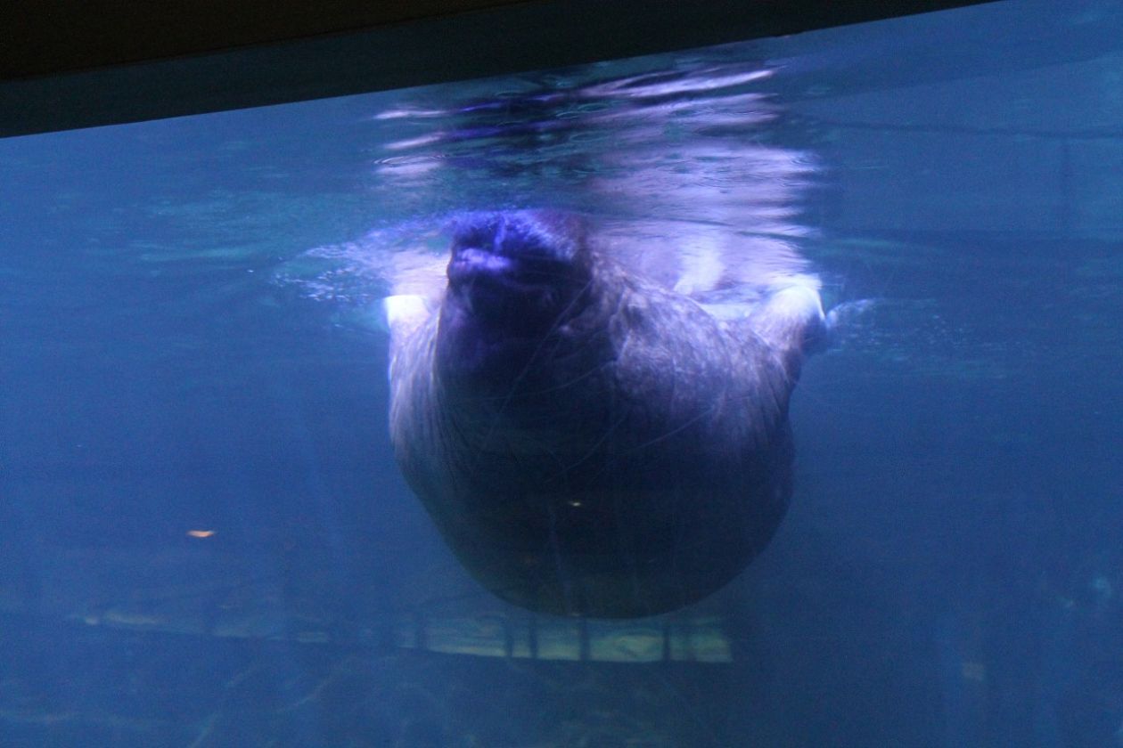 Oceanografic Aquarium - Valencia