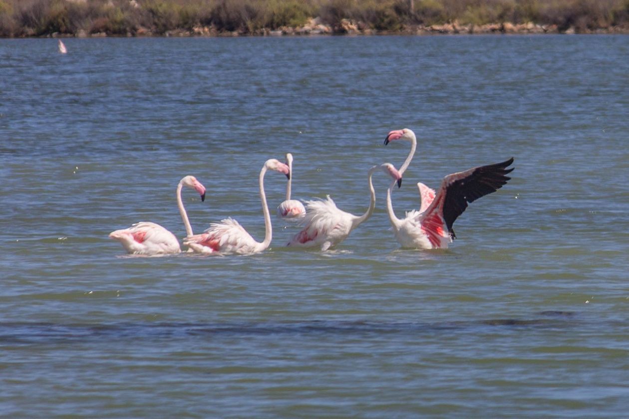 Salt Lakes (Santa Pola)