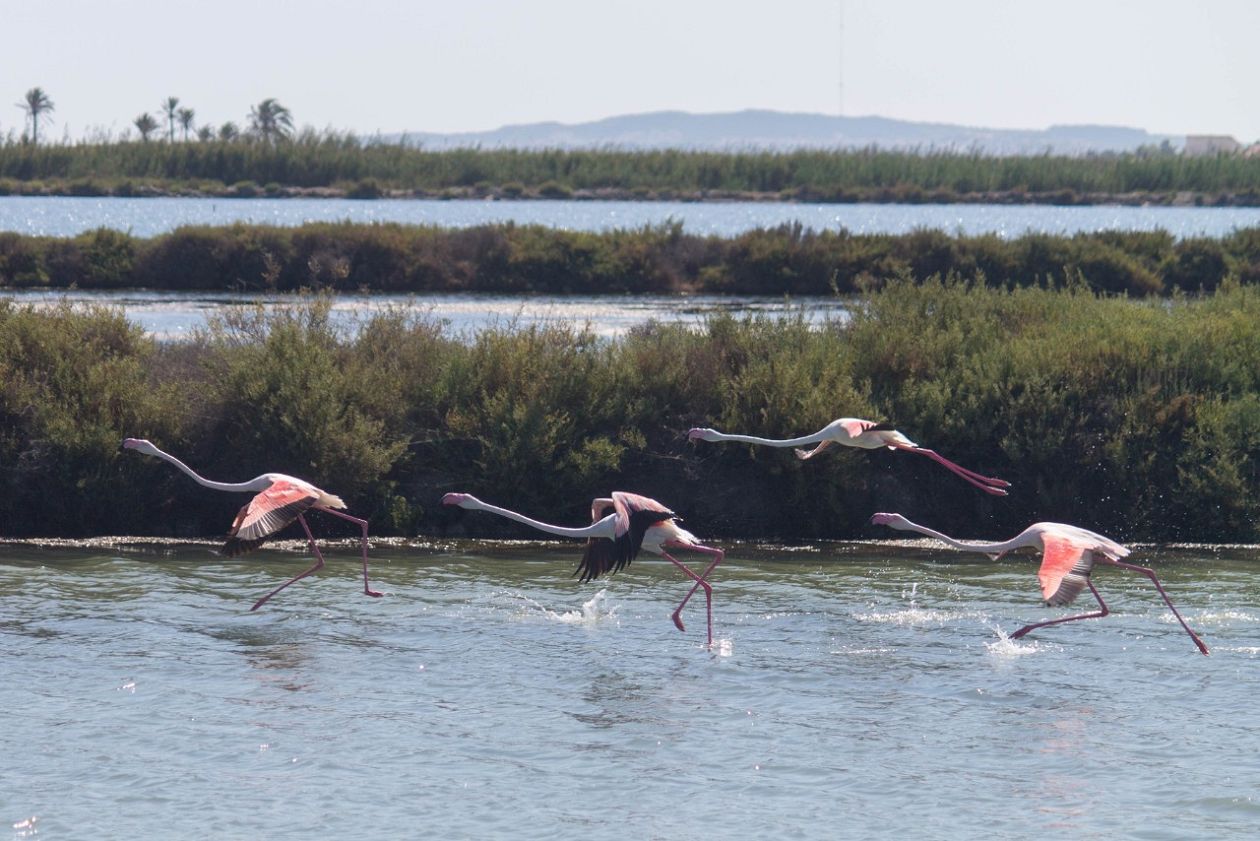 Salt Lakes (Santa Pola)