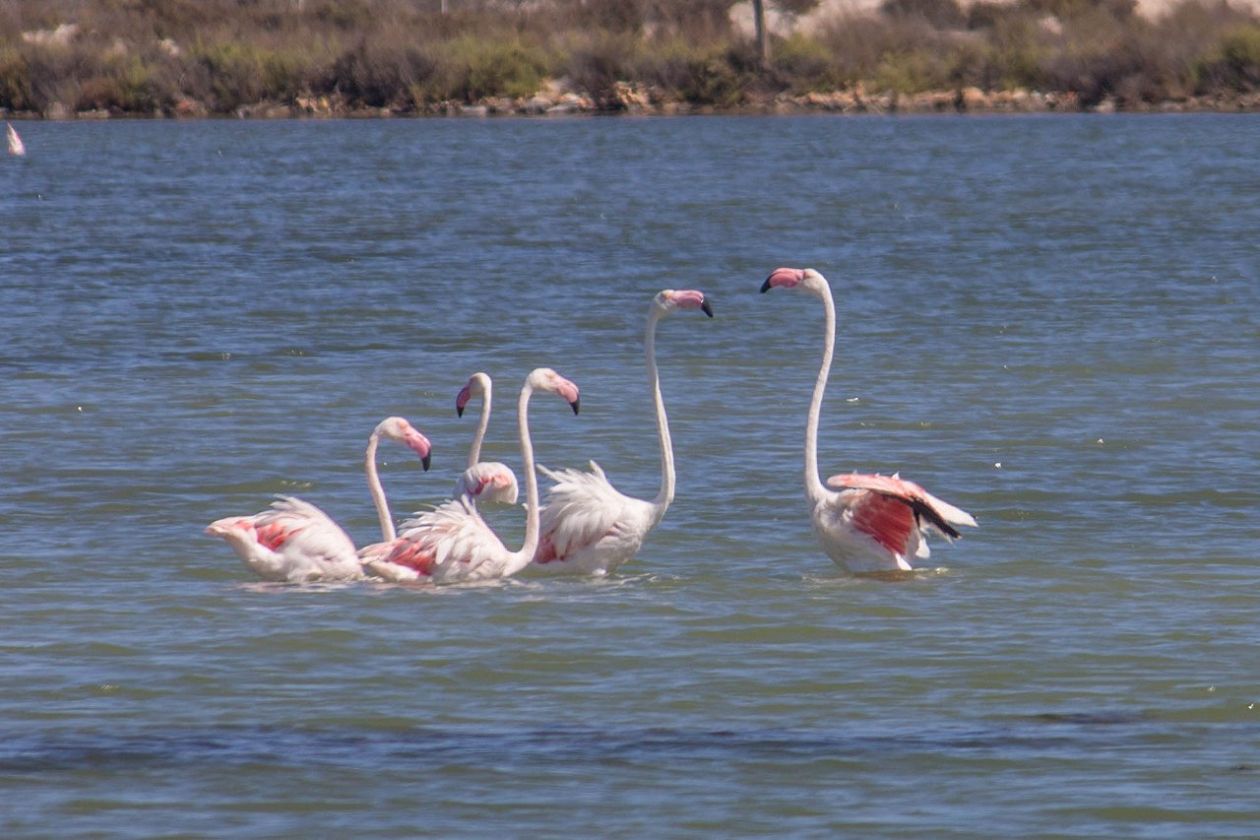 Salt Lakes (Santa Pola)