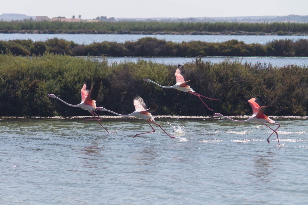 Salt Lakes (Santa Pola)