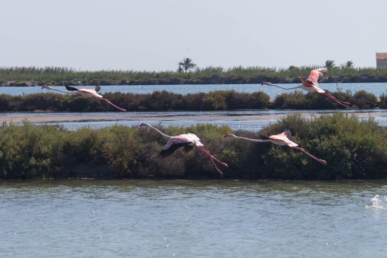 Salt Lakes (Santa Pola)