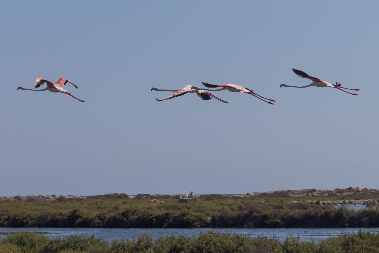 Salt Lakes (Santa Pola)