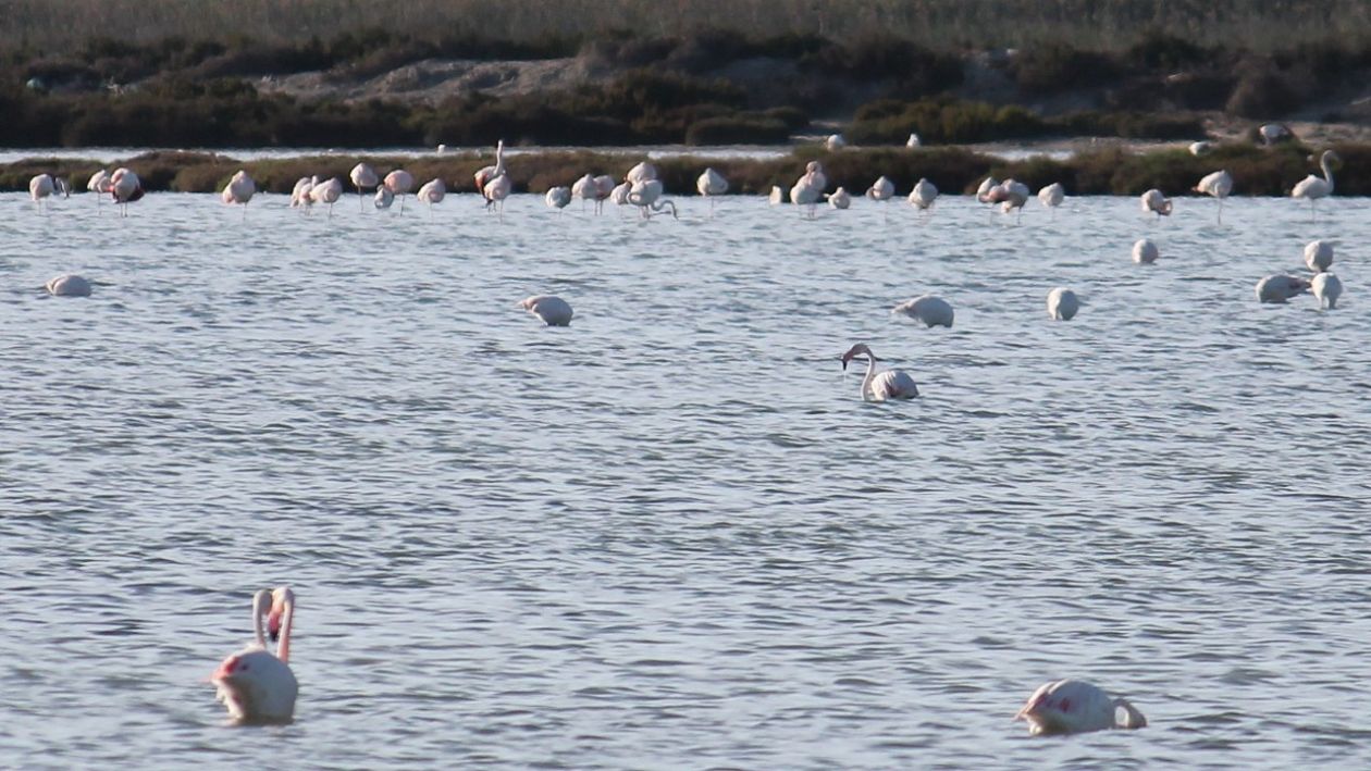 Salt Lakes (Santa Pola)