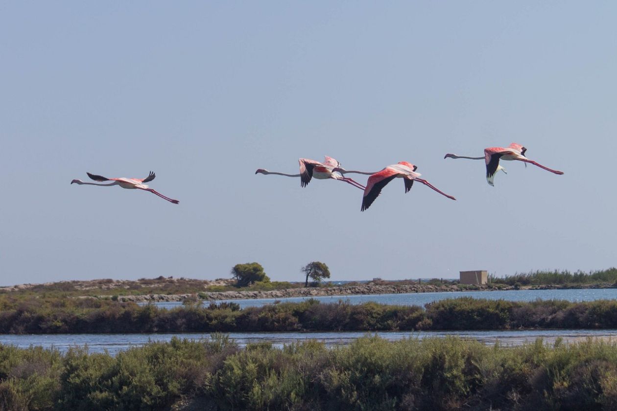 Salt Lakes (Santa Pola)