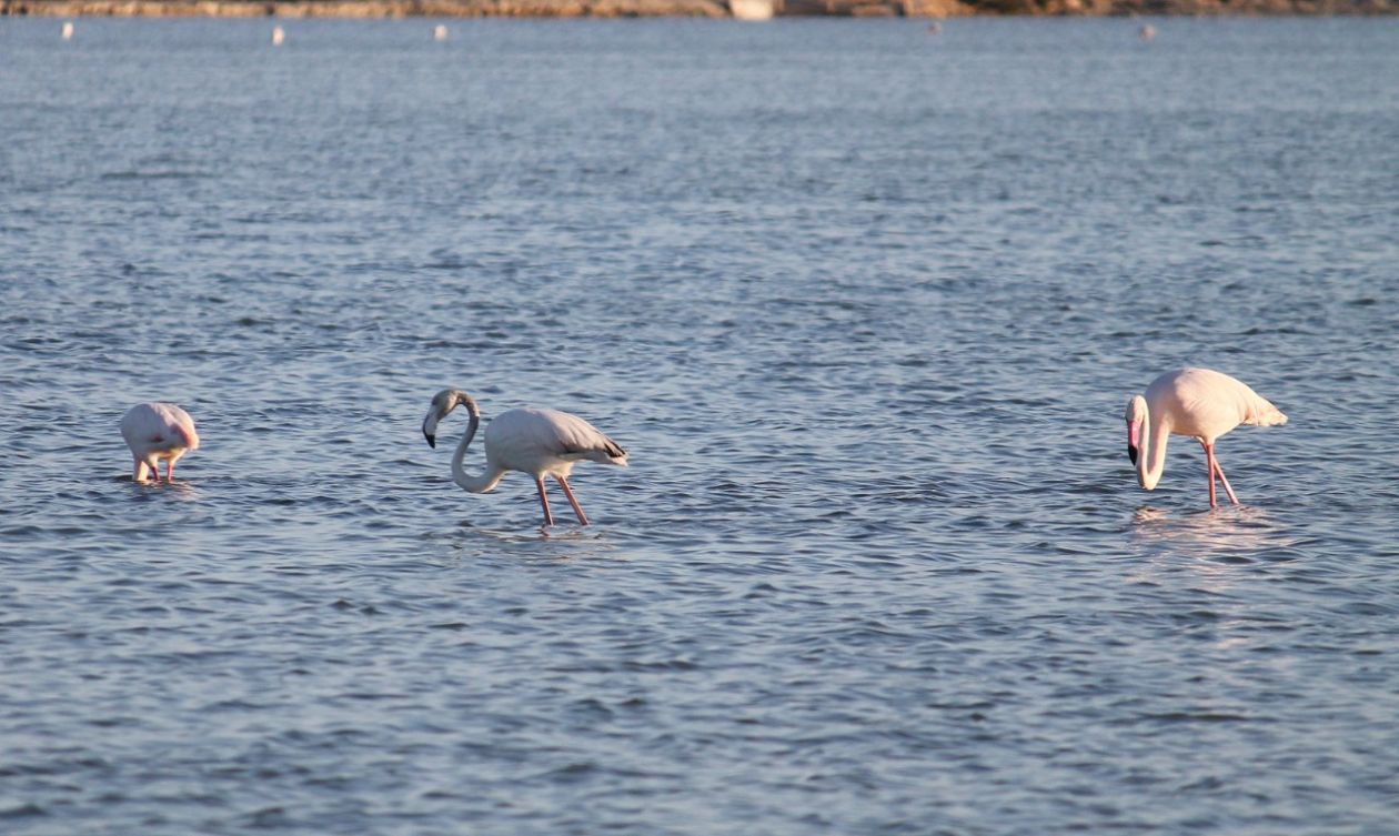 Salt Lakes (Santa Pola)