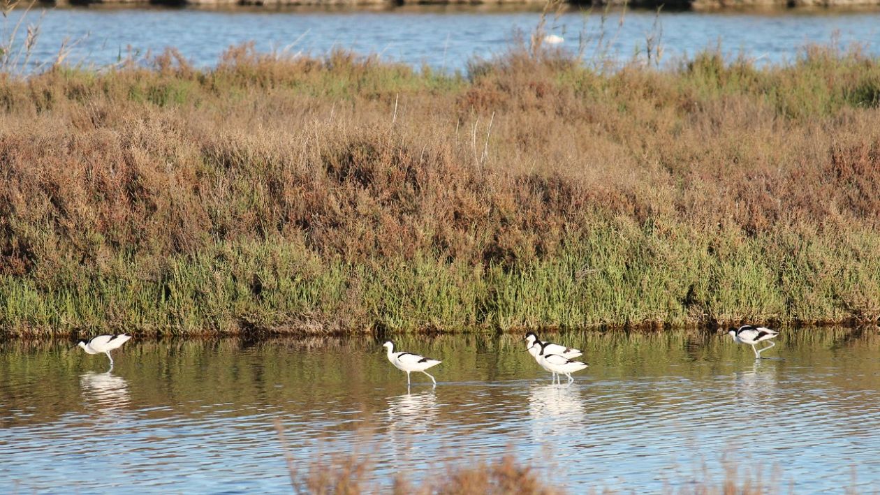 Salt Lakes (Santa Pola)