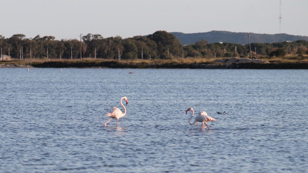 Salt Lakes (Santa Pola)