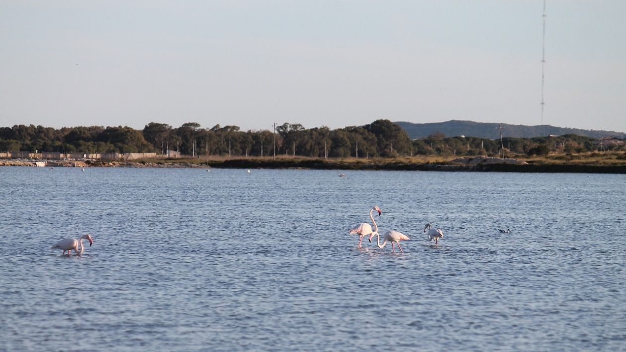 Salt Lakes (Santa Pola)