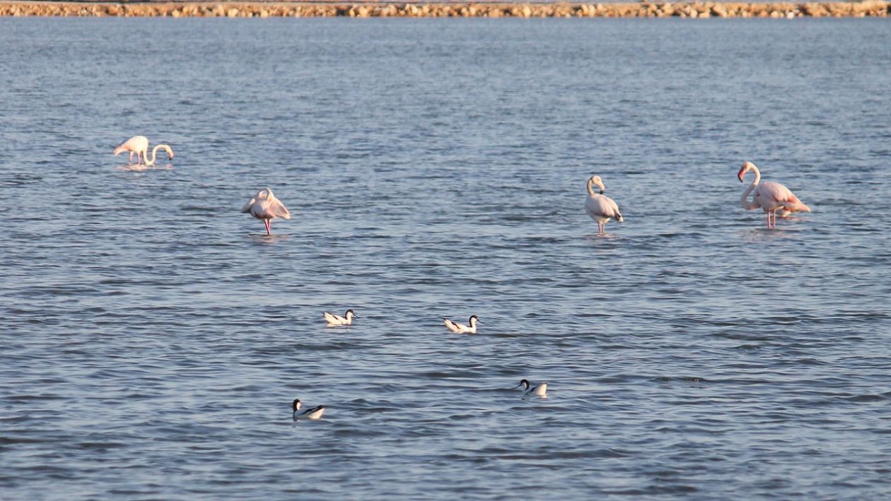 Salt Lakes (Santa Pola)