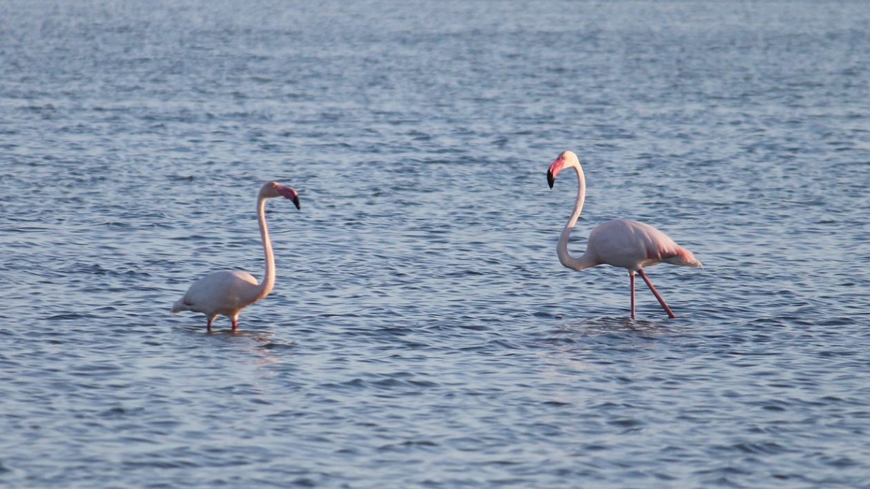 Salt Lakes (Santa Pola)