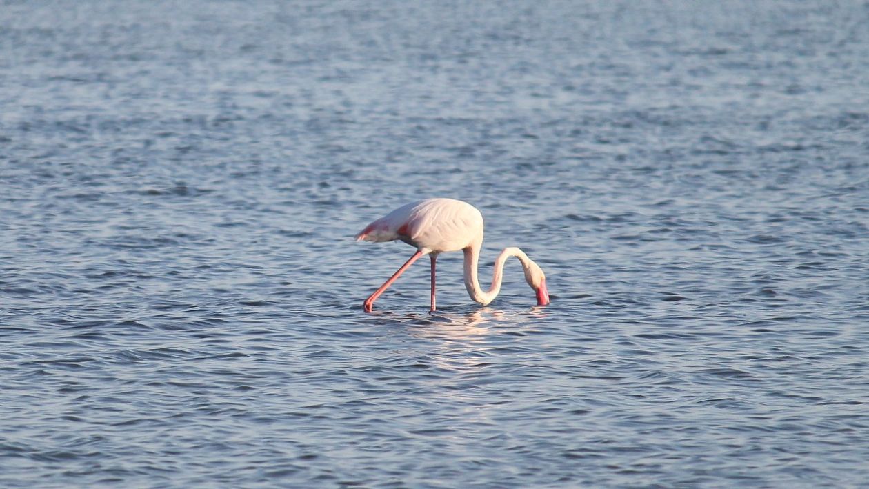 Salt Lakes (Santa Pola)