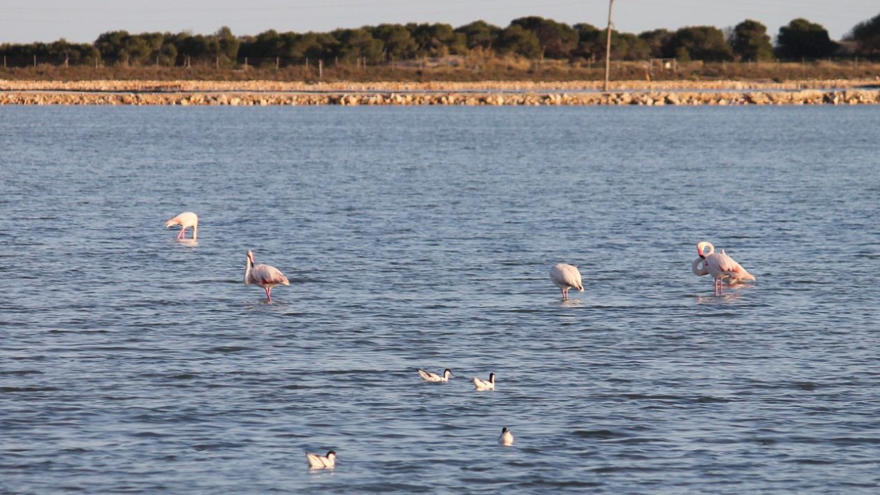 Salt Lakes (Santa Pola)