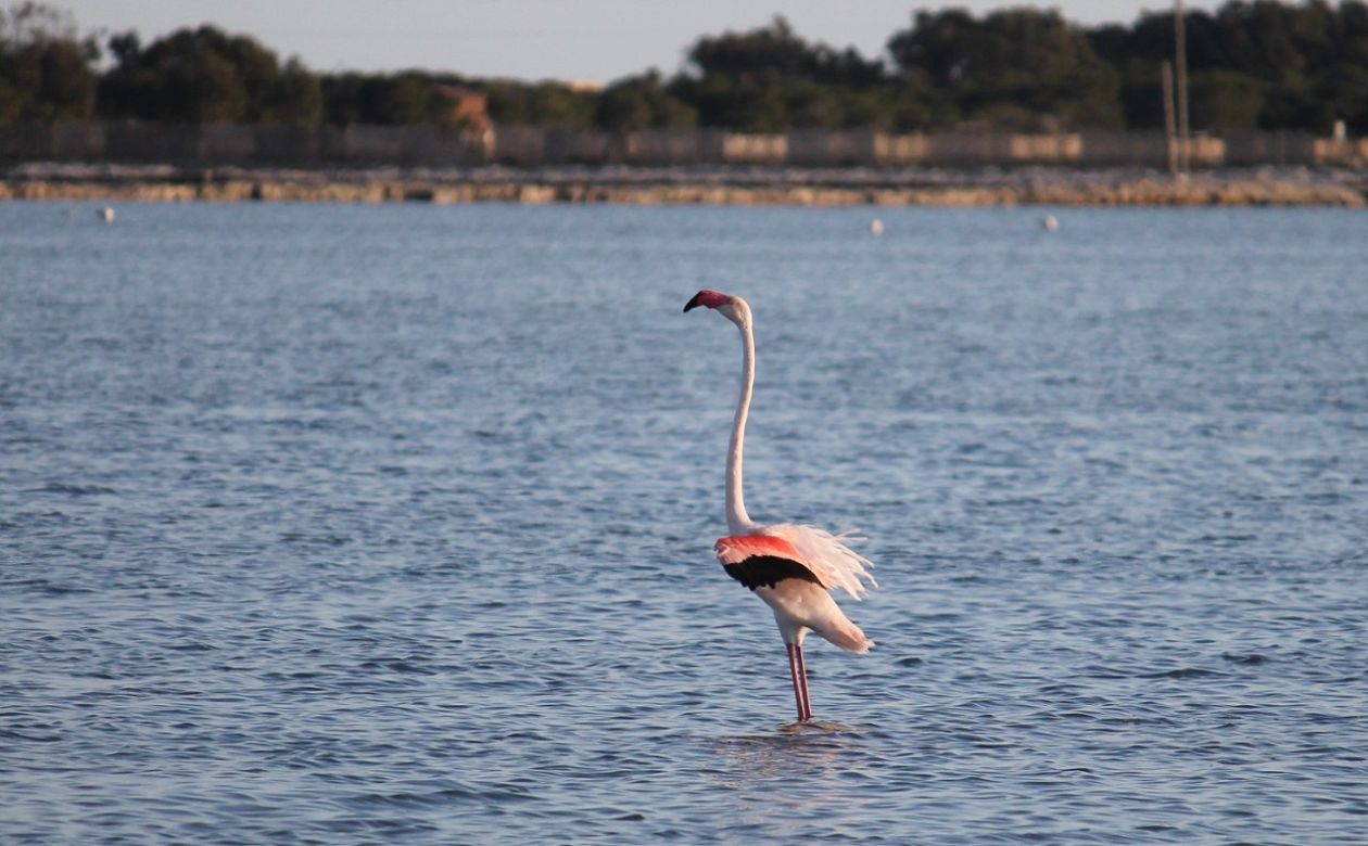 Salt Lakes (Santa Pola)